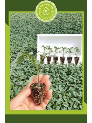 Serada Decor Plant Köy Domatesi Fidesi (6'lı Ambalaj) Özel Köpük Kutuda