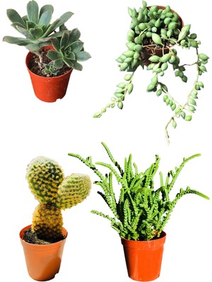 Serada Decor Plant Aeonium Hawortii - Tespih Çiçeği - Prenses Çamı - Tavşan Kulağı