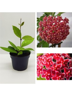 Serada Decor Plant Mum Çiçeği Fidesi Hoya Carnosa Mis Kokulu Kırmızı 9cm Saksıda Mum Hoya Çiçeği