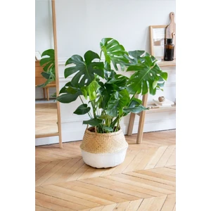 Serada Decor Plant Monstera/deve Tabanı Dolgun Form
