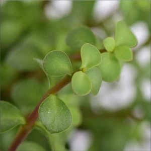 Serada Decor Plant Yeşim (Para) Çiçeği (20-40 Cm)