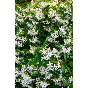 Serada Decor Plant Arap Yasemini, Ful Yasemin , Kokulu Sarmaşık Yasemin Üretim Saksısında