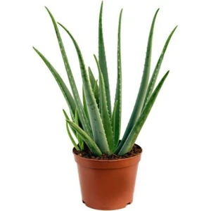 Serada Decor Plant Aloe Vera Bitkisi Tıbbi Sarısabır Cilt Için Uygun Jel Aleovera 30 - 40 cm
