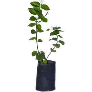 Serada Decor Plant Tüplü, Kokulu Ful Yasemin Çiçeği Fidanı 60-80 cm