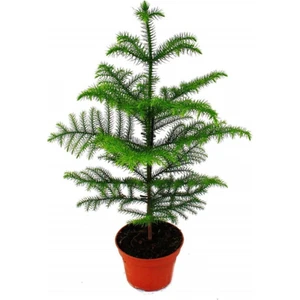 Serada Decor Plant Salon Çamı Arokarya Araucaria 60-80 cm (Ev Bitkisi Ofis Bitkisi Salon Bitkisi)
