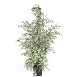 Serada Decor Plant Benjamin Bitkisi 110 120 cm Benjamin Ficus Starlight Ev Bitkisi Ofis Bitkisi Salon Bitkisi
