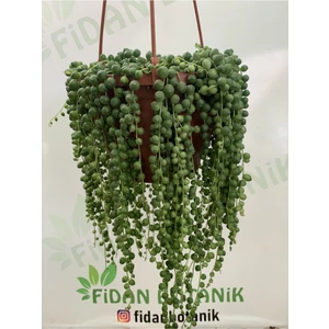 Serada Decor Plant Tesbih Çiçeği