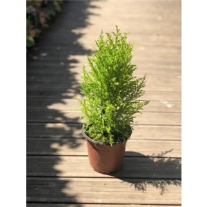 Serada Decor Plant Limon Çamı (Limon Servi) 40-60 cm