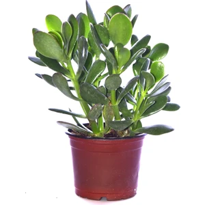 Serada Decor Plant Para Ağacı Çiçeği Yeşim Bitkisi Crassula Ovata Fidanı Dolgun 20-25CM