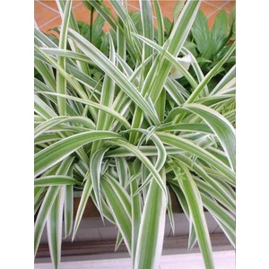 Serada Decor Plant Kurdele Çiçeği (Chlorophytum)