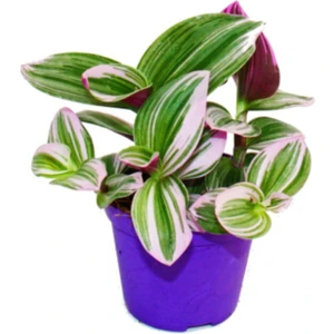 Serada Decor Plant Ithal Telgraf Çiçeği Nanouk Tradescantia