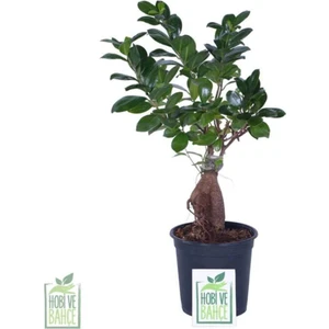 Serada Decor Plant Ginseng Bonsai, Büyük Yaş - Ficus Microcarpa - Bitki Boyu 40-60 cm