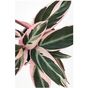 Serada Decor Plant Kalatya - Calathea Triostar Dua Çiçeği