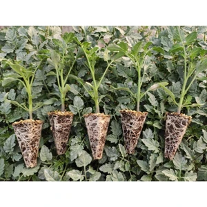Serada Decor Plant Çeri Domates Fidesi Yüksek Verimli 10 Adet