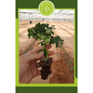 Serada Decor Plant Bodur Cherry Domates Fidesi (6'lı Ambalaj)