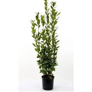 Serada Decor Plant Defne Fidanı