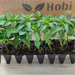 Serada Decor Plant Tatlı Kıl Biber Fidesi F1 6 Adet Bol Verimli