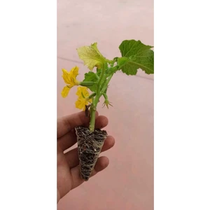 Serada Decor Plant Badem F1 Salatalık Fidesi 20 Adet Bol Verimli