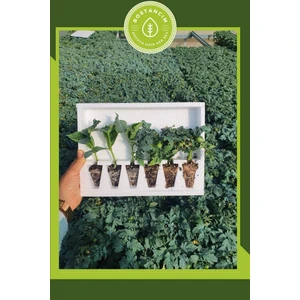 Serada Decor Plant Karışık Fide Paketi-2 (6'lı Ambalaj) Özel Köpük Kutuda