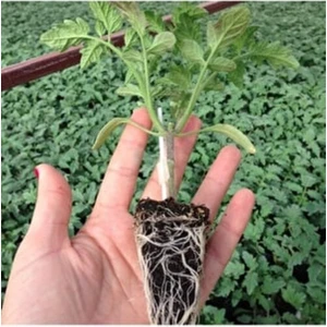 Serada Decor Plant 20 Adet Domates Fidesi