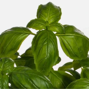 Serada Decor Plant Geniş Yapraklı Fesleğen Fidesi-5 Adet