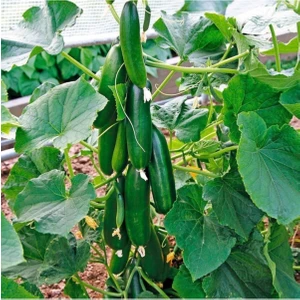Serada Decor Plant Çıtır Çengelköy Salatalık Fidesi (5 Adet)