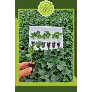 Serada Decor Plant Yerli Hıyar Fidesi (6'lı Ambalaj) Bol Verimli