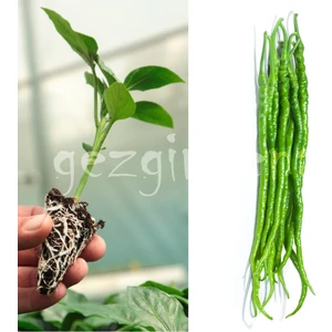 Serada Decor Plant Hibrit Tatlı Kıl Biber Fidesi 10 Adet