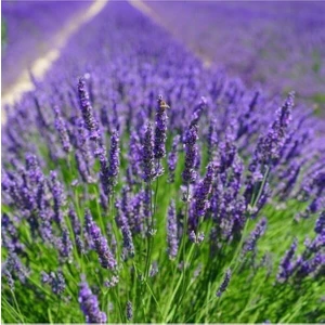 Serada Decor Plant  Serada Decor&plant Tüplü Yoğun Kokulu Aromatik Lavanta Fidanı