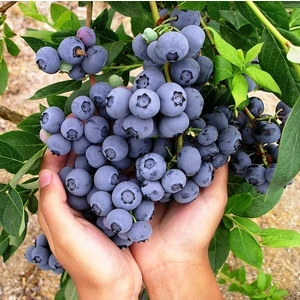 Serada Decor Plant Tüplü Büyük Meyveli Özel Çeşit Brigitta Yaban Mersini Fidanı Bol Verimli