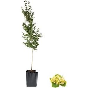 Serada Decor Plant Ihlamur Fidanı 2-3 Yaş Bol Verimlili (Soğuğa Dayanıklı)