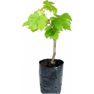 Serada Decor Plant  Tüplü Çok Iri Salkımlı Verimli K-7 Çekirdeksiz Üzüm Fidanı 1 Yaşında Aşılı