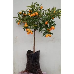 Serada Decor Plant Meyveli Kamkat Fidanı 3,5 Yaş Tüplü Kamkuat Fidanı Meyveli 3,5