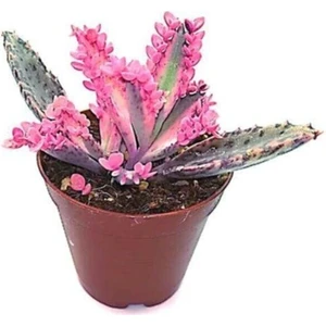 Serada Decor Plant Aşkın Gözyaşı Pembe