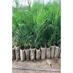 Serada Decor Plant 10 Adet Küçük Torbada Leylandi Fidanı (Çit Çamı) 15-25CM Soğuğa Dayanıklıdır.