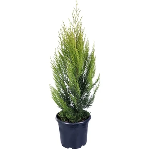 Serada Decor Plant Limon Çamı Limoni Servi 60 70 cm  (Çit ve Duvar Yapımına Uygun)