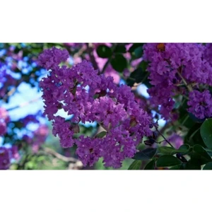 Serada Decor Plant  Mor Oya Ağacı Fidanı 100 cm Bahçe Dış Mekan Bitkisi