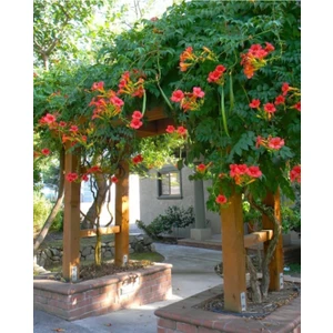 Serada Decor Plant Acem Borusu ( Campsis Radicans ) Sarmaşık Fidanı 125-150 cm