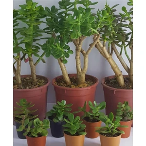 Serada Decor Plant Crassula Ovata Sukulent Para Çiçeği Şans Bitkisi Mini Kaktüs Saksısında
