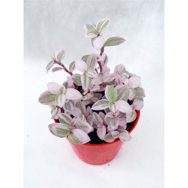 Serada Decor Plant Callisia Repens Pink Lady Mini Pembe Fiyatı