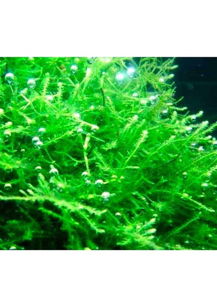 Java Moss