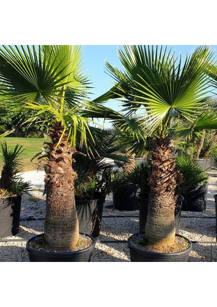 My Botanik Palmiye Fidanı-Washingtonia Robusto Palmiye (50-60 Cm)