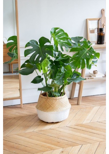 Monstera/deve Tabanı Dolgun Form