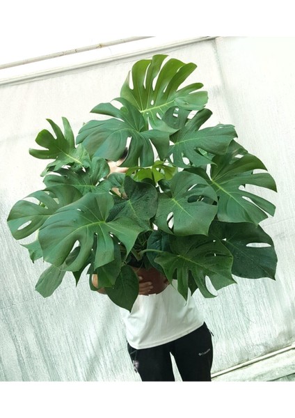 Monstera/deve Tabanı Dolgun Form