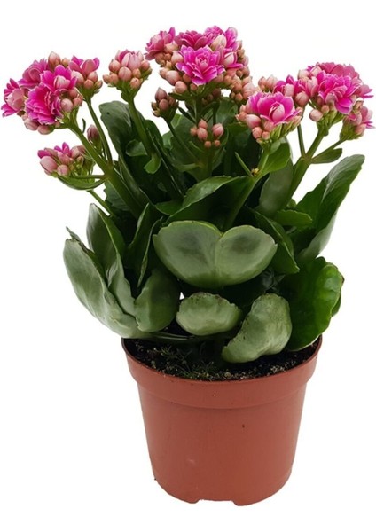 Kalanchoe Çiçeği Kalanşo Çiçeği Bitki Ev Ofis Bitkisi 20 - 25 cm