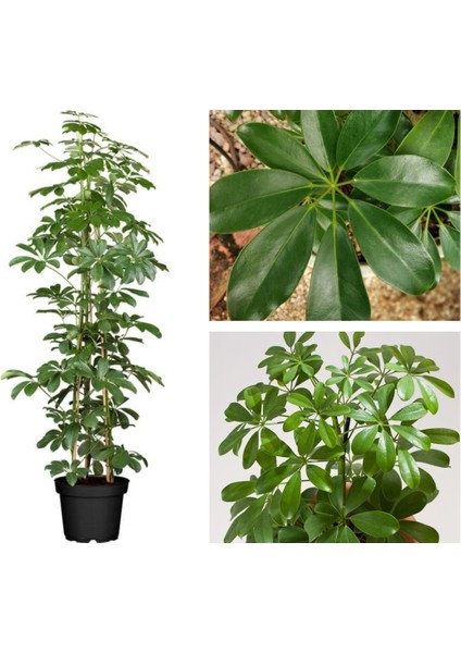 Serada Decor Plant Yeşil Şeflera Tek Dallı Salon Bitkisi Schefflera 70-80 cm Iç Mekan Bitkisi