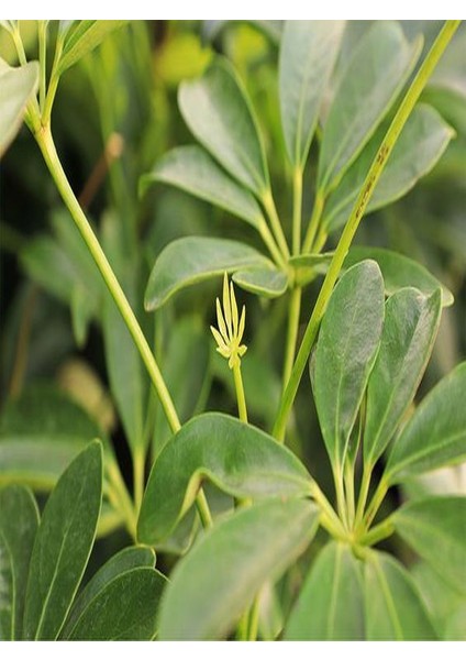 Serada Decor Plant Yeşil Şeflera Tek Dallı Salon Bitkisi Schefflera 70-80 cm Iç Mekan Bitkisi modelleri