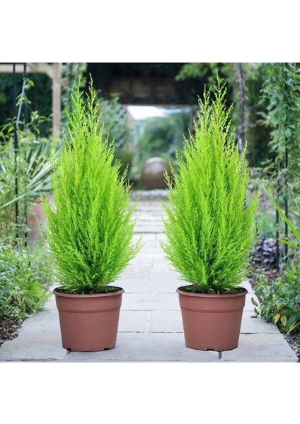 Limon Kokulu Limoni Servi Cupressus Ev Ofis Salon Çamı 30-40 cm fiyatları