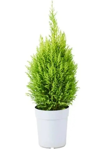 Limon Kokulu Limoni Servi Cupressus Ev Ofis Salon Çamı 30-40 cm