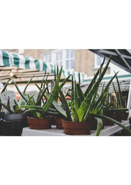 Aloe Vera Bitkisi Tıbbi Sarısabır Cilt Için Uygun Jel Aleovera 30 - 40 cm fırsatları